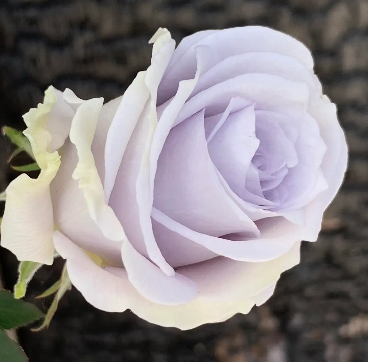 ブルー・グラビティ「令和7年秋の薔薇」のアルバム-みんなの趣味の園芸