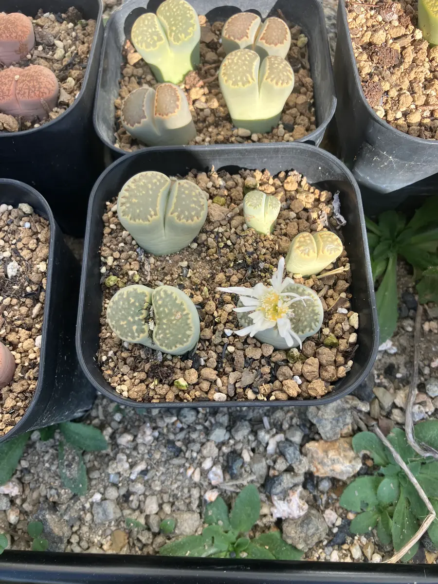 リトープスに花が咲きました。植替えた「多肉植物」のアルバム