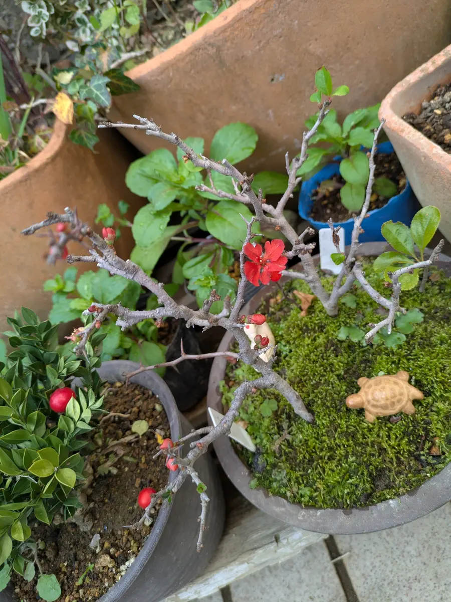 長寿梅の寄せ植え、赤い色は元気にさい「大好きな花たち No8」の