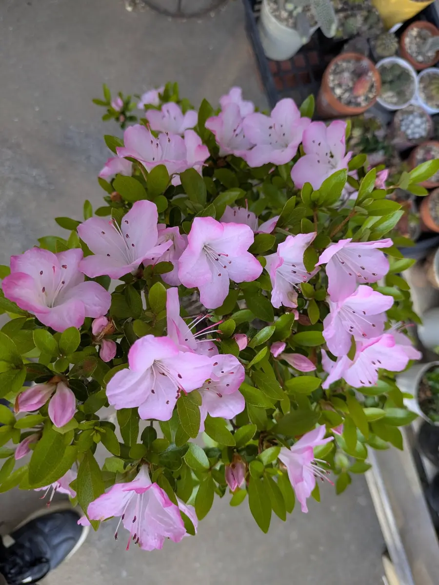 サツキさま 専用ページ サツキの写真-みんなの趣味の園芸2672403