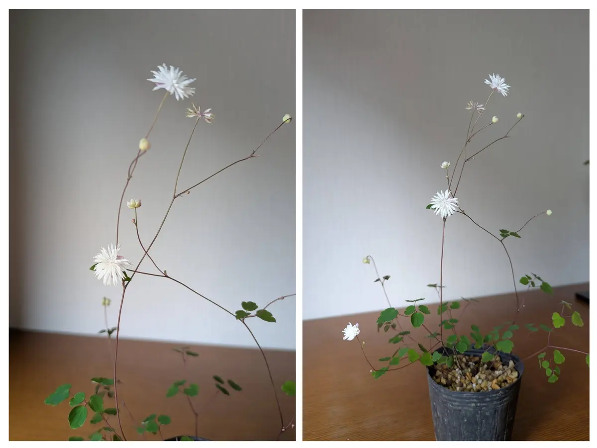 台湾バイカカラマツだけで撮りました💝「大好きな花たち No 8」の