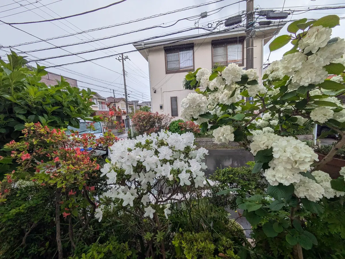 垣根で咲いている花を撮ってみました😊「大好きな花たち No 8」の