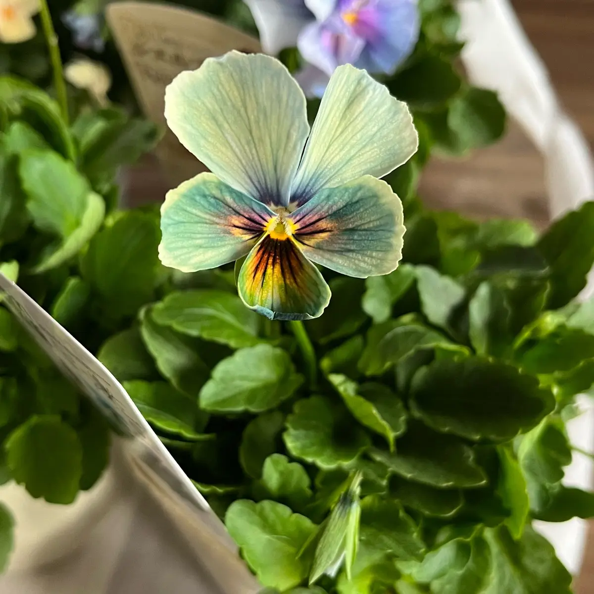 MIYABI様ご依頼品　すみれ図鑑1苗　他2苗 すみれ図鑑1号「2025・パンビオ」のアルバム-みんなの趣味の園芸2568070