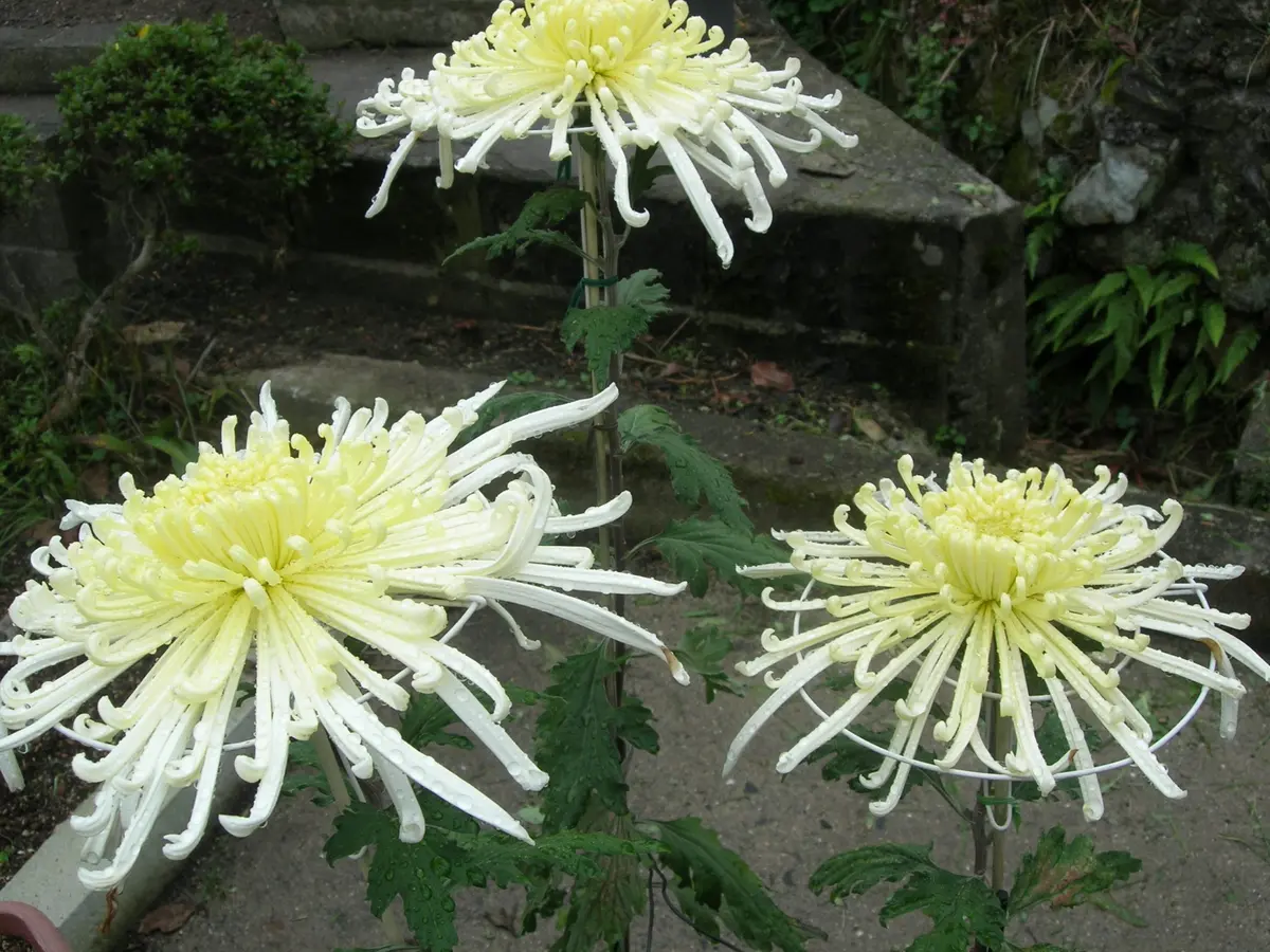 入手困難】古書 大菊名花選 雑誌