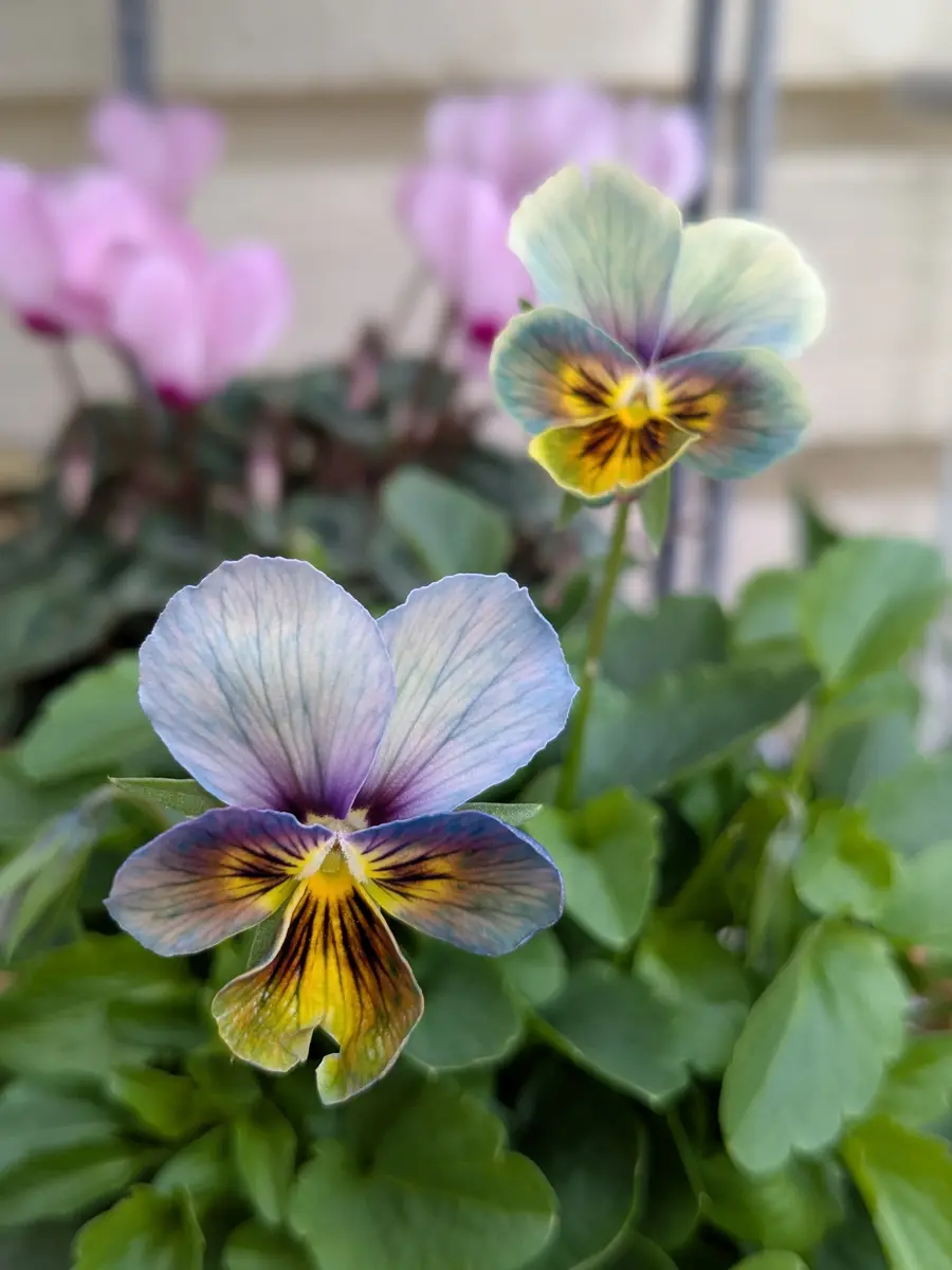 今日は肌寒い天気🌡️18℃少しブルー系で「すみれ図鑑」のアルバム