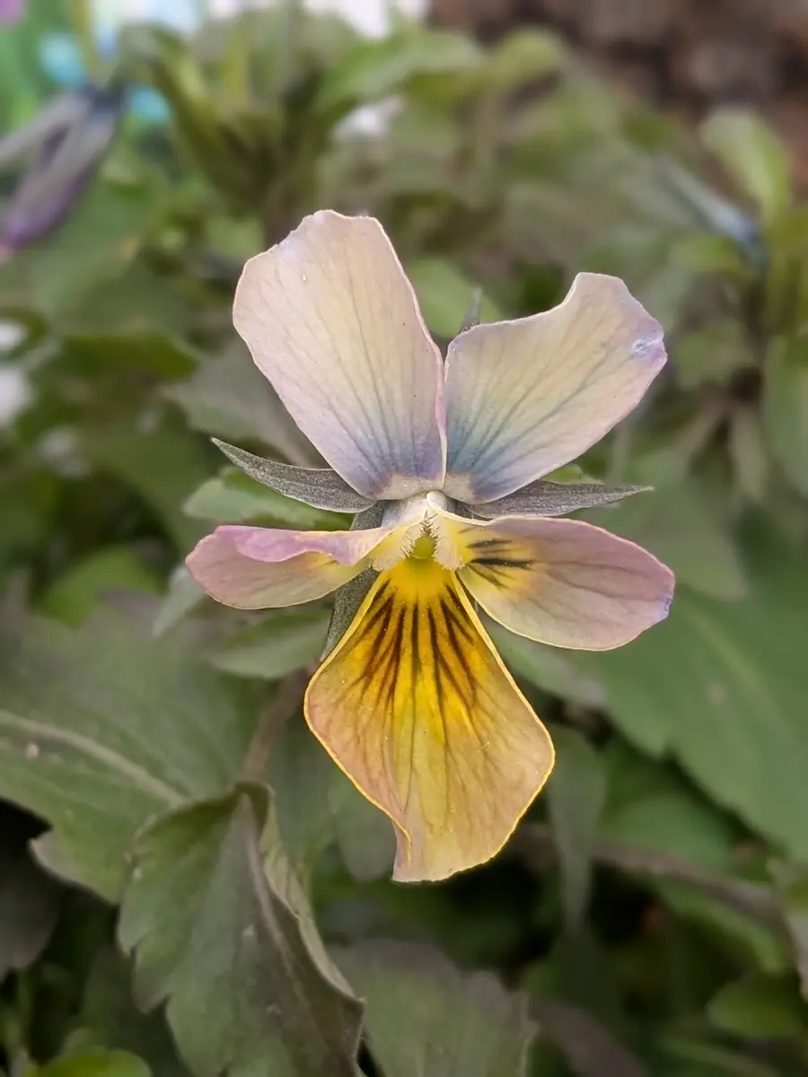 ①「すみれ図鑑」のアルバム-みんなの趣味の園芸2598598