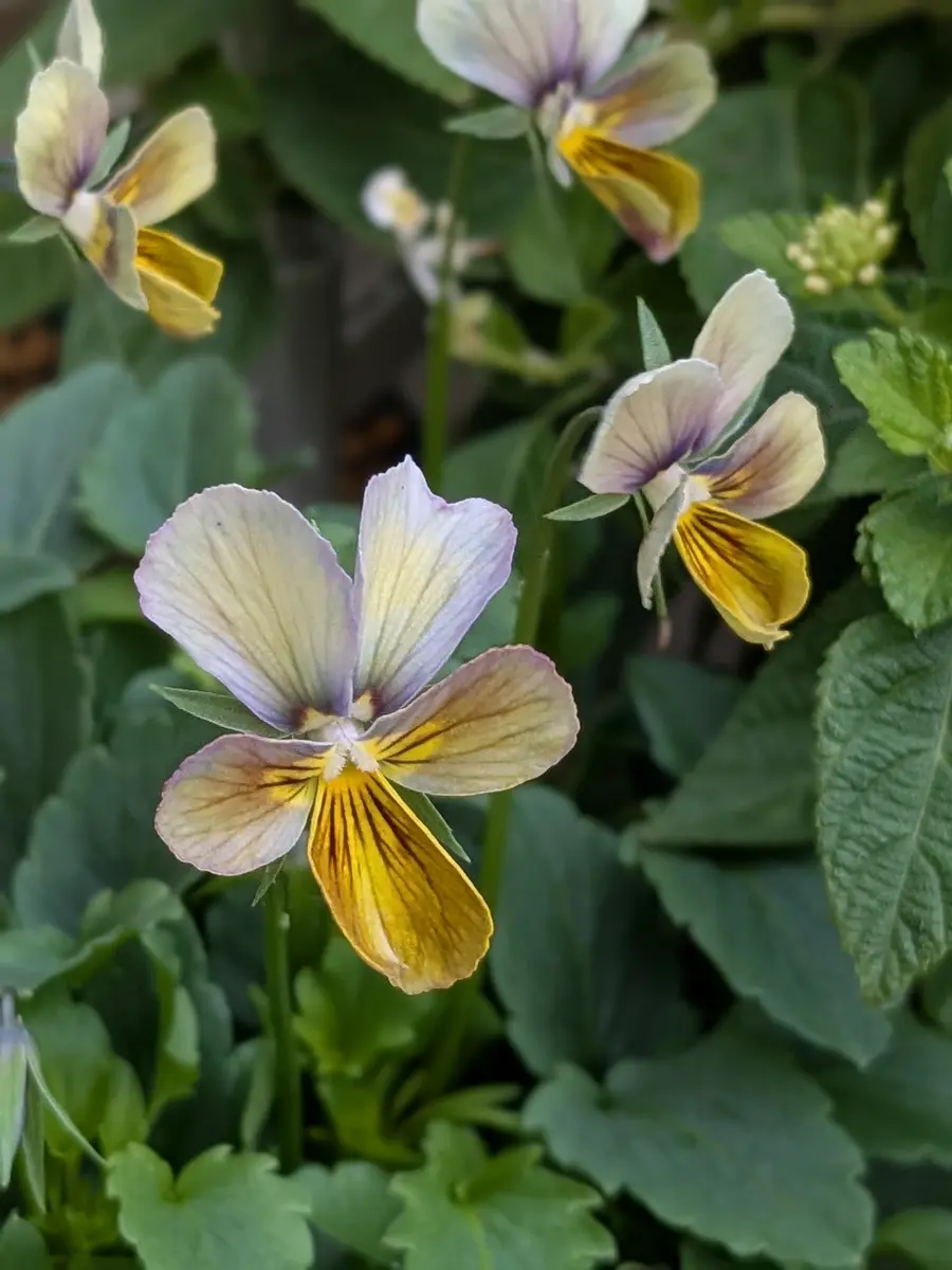 この子はイエローが濃くてヒゲの薄い子🤭①「すみれ図鑑」のアルバム