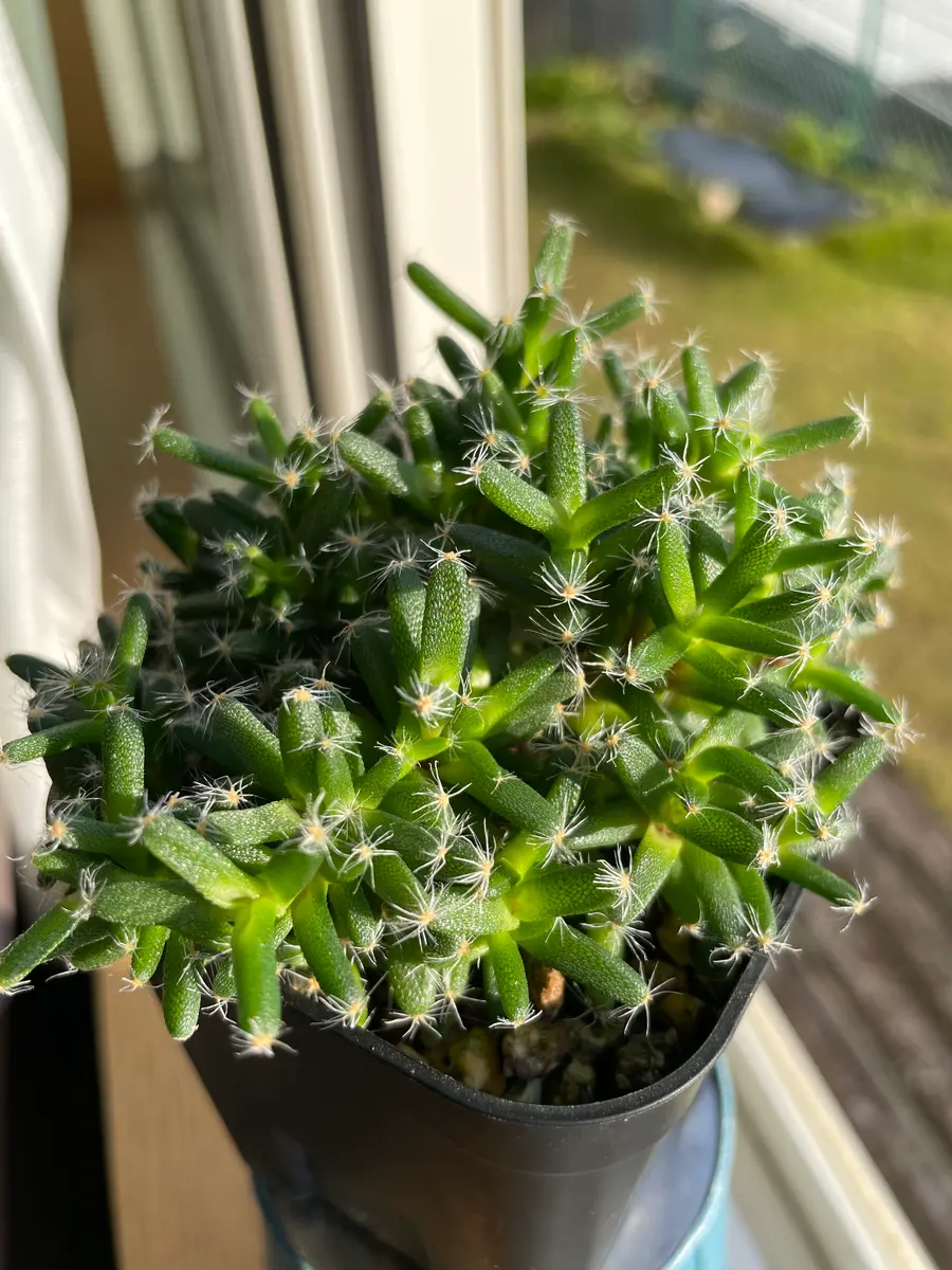 トリコディアデマ.デンサム 和名,紫晃「窓べの多肉」のアルバム