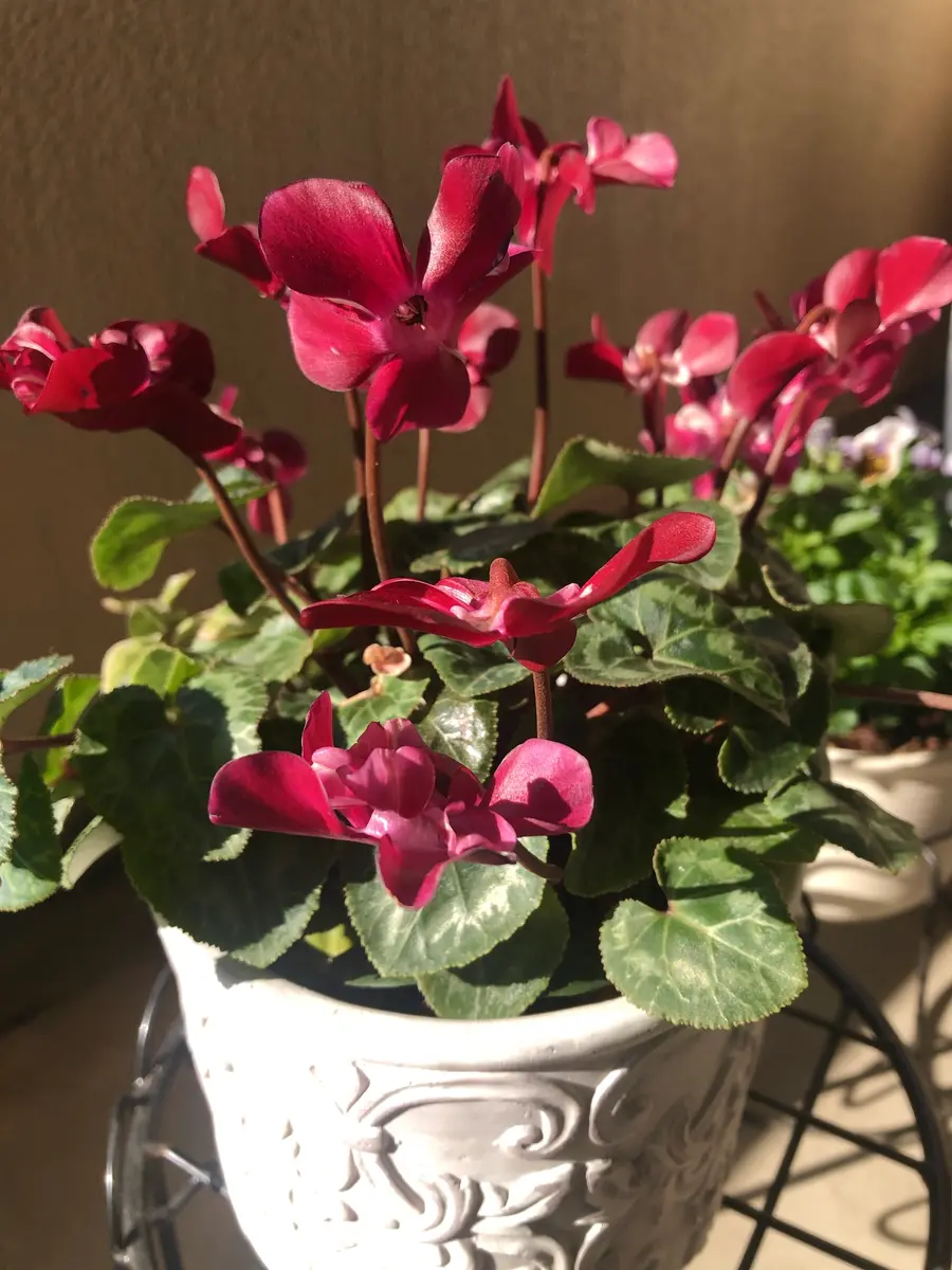 ❣️シクラメンです。２点おまとめ ❣️シクラメンです。2点おまとめ sayuri🌷 on X