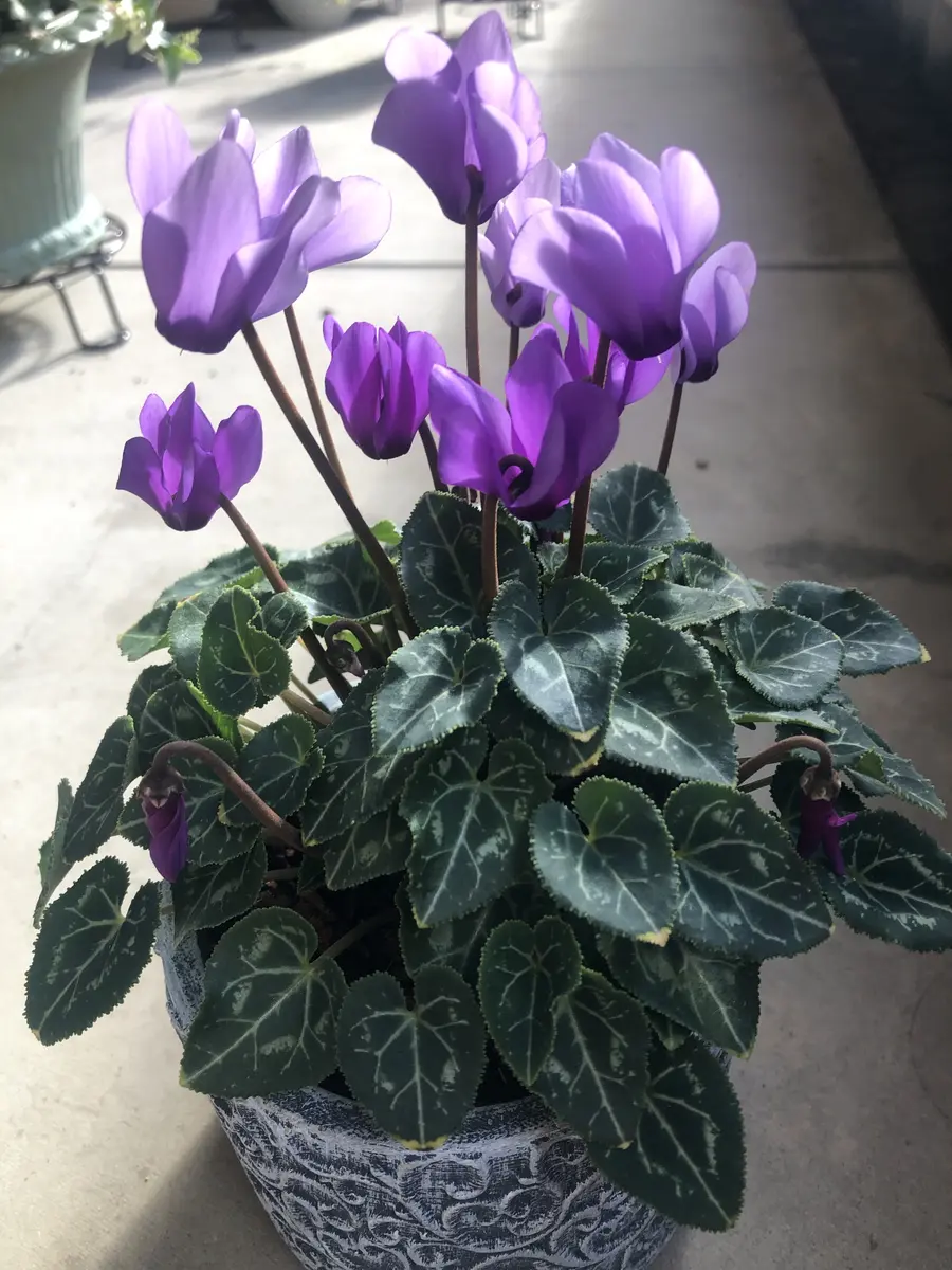 img_cache_a_77056_1_1763951961