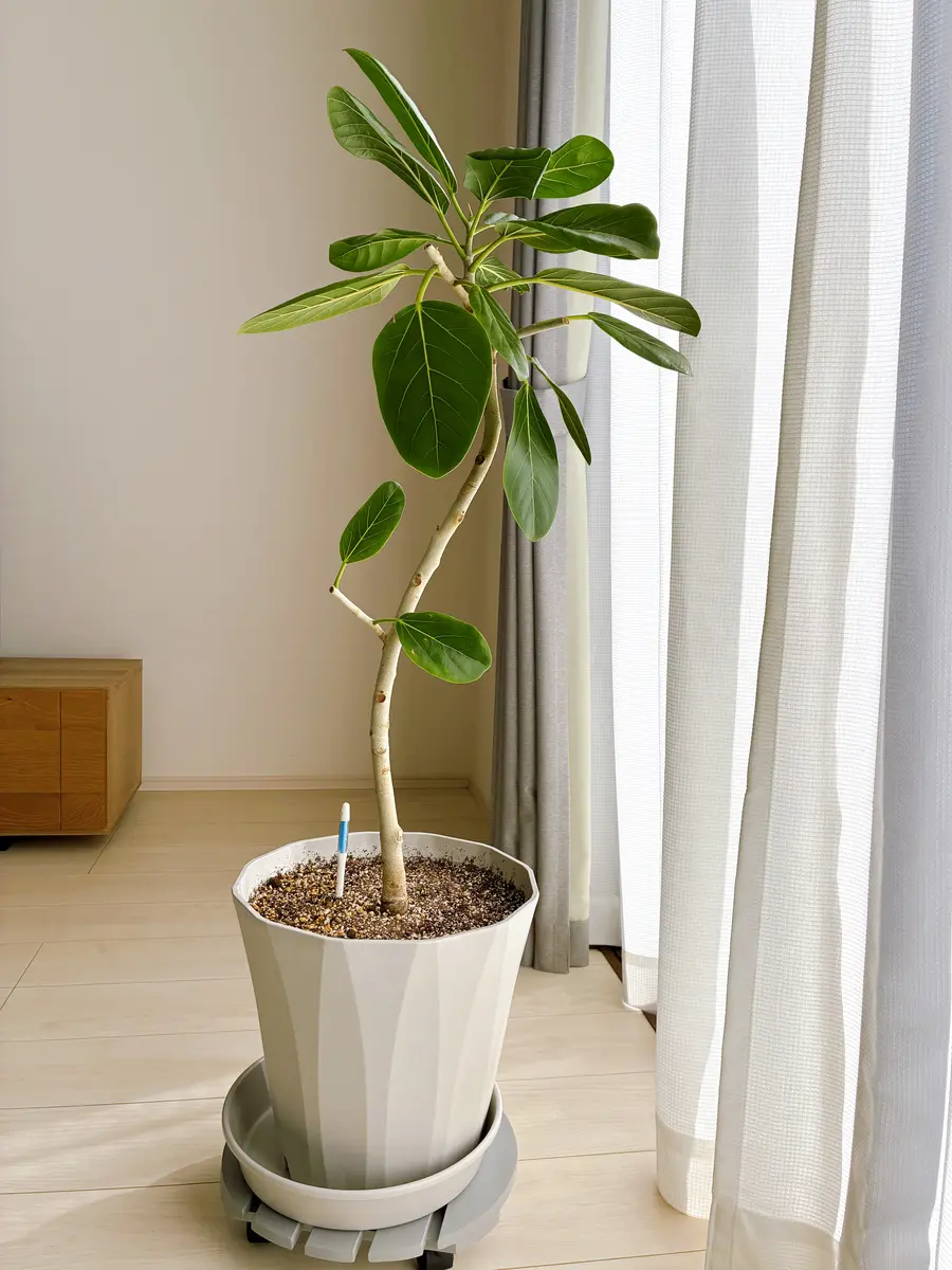 うちの古株のシンボルツリー、フィカス「我が家の観葉植物」の