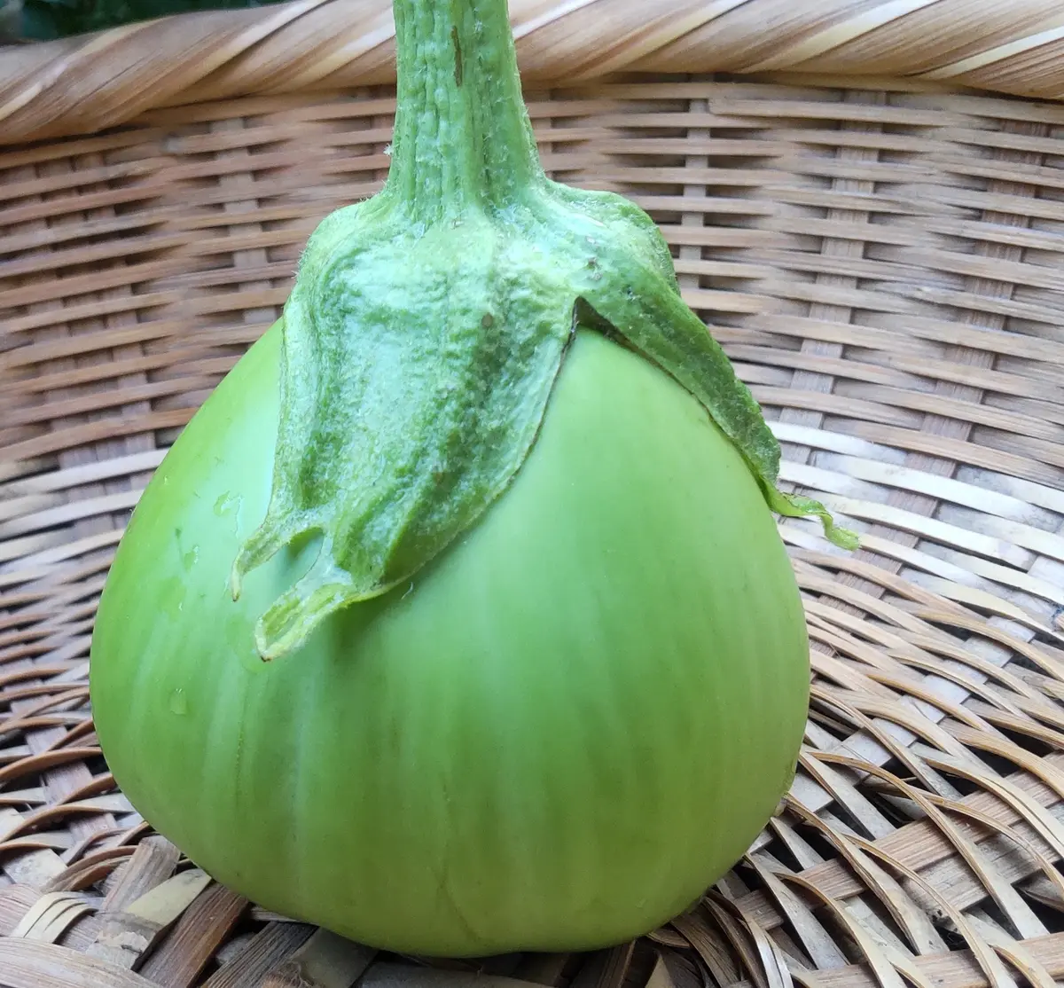 ナスの写真-みんなの趣味の園芸2715119