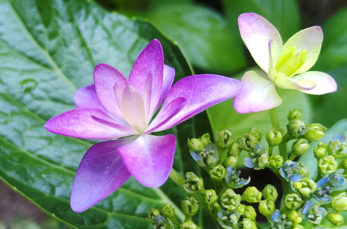 お庭の紫陽花鮮やかな色が綺麗です。「植物色々・デッサンやお出かけ先