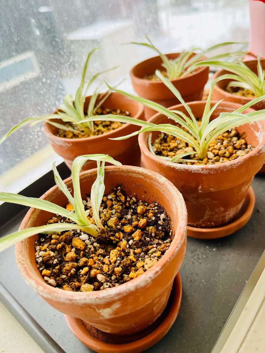 オリヅルラン🌱10月に株分した子株達♡「観葉植物to鉢」のアルバム