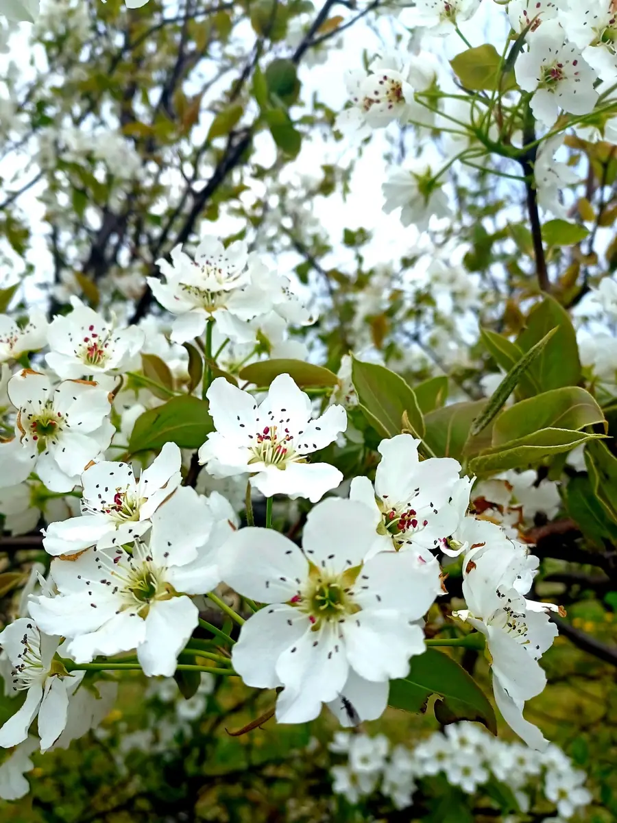 真っ白な梨の花が満開でした。いつも「散歩道の風景」のアルバム