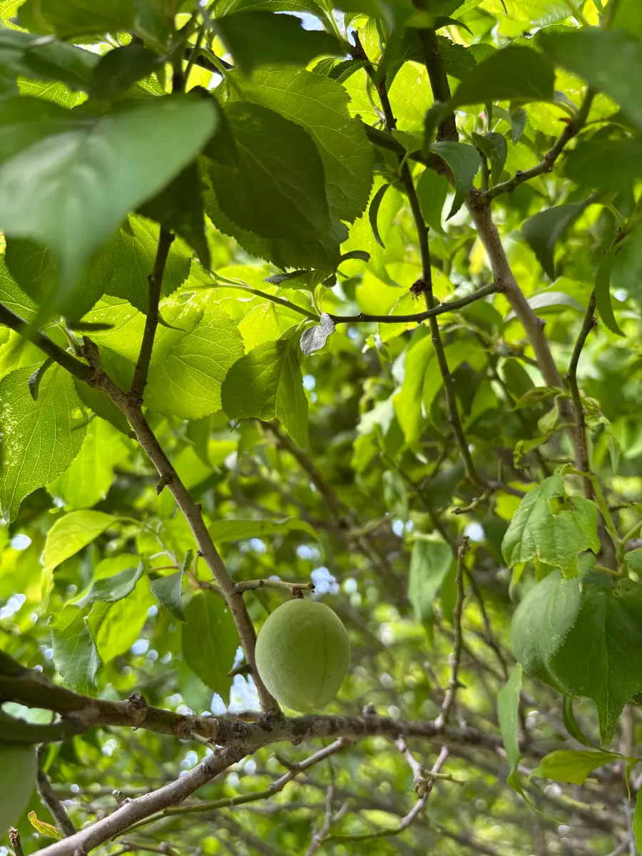 ウメ(実ウメ)の写真-みんなの趣味の園芸2646026