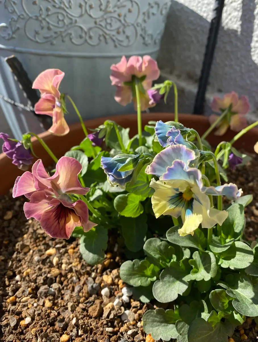 パンジー フェデネージュトイプー違う「2025冬〜」のアルバム