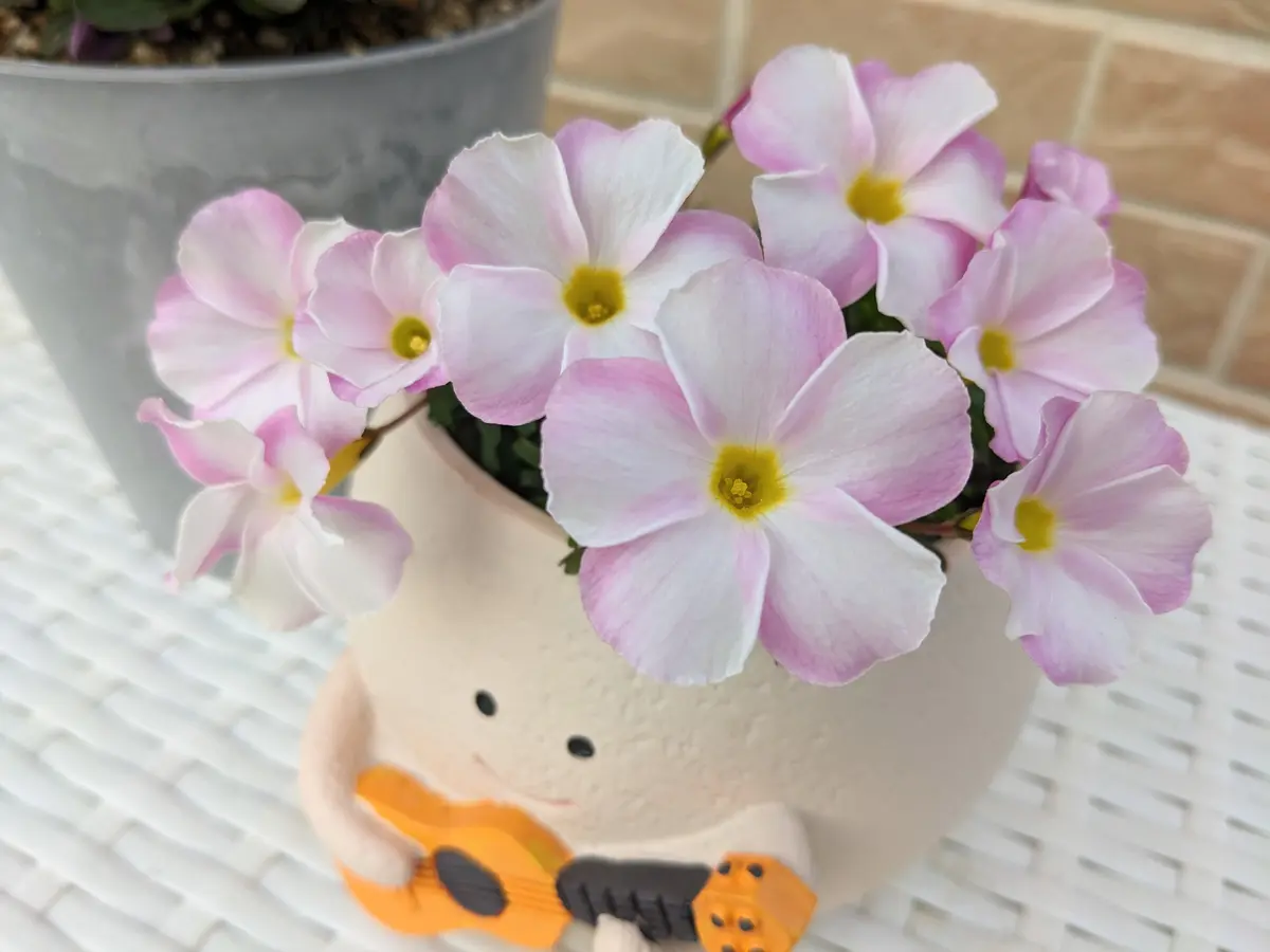 グラブラピンクスノー花数がさらに増「オキザリス」のアルバム