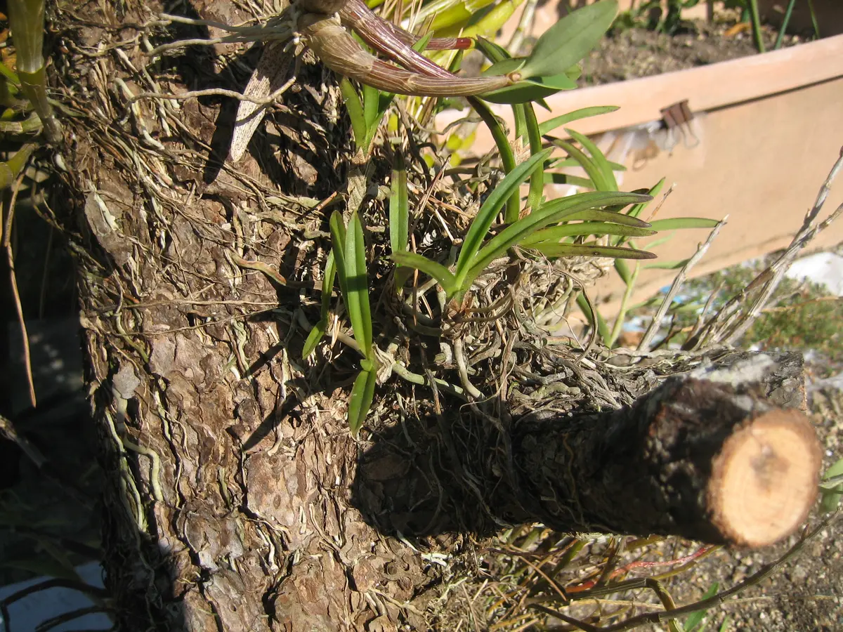 img_cache_a_77220_4_1764494202