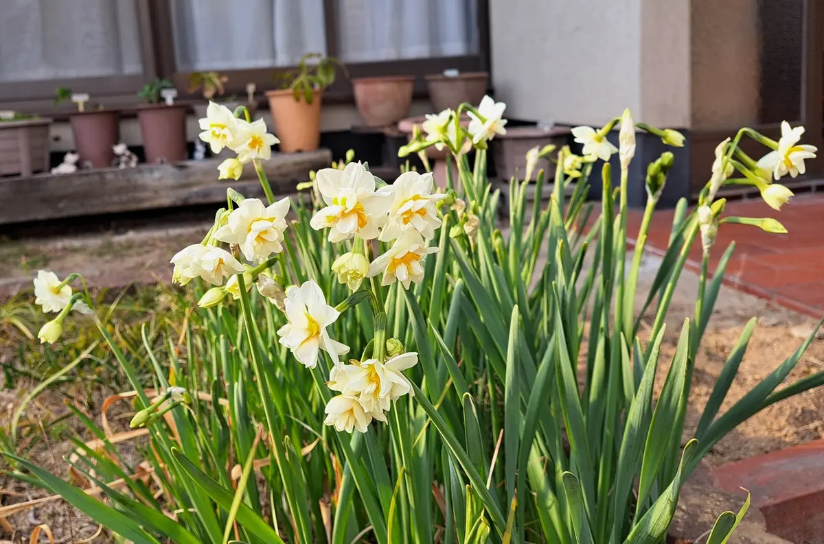 冬の花水仙を見込みに画いた中皿 5枚セット 八重の日本水仙。1月28日。「2025年 冬の花 （12月～2026