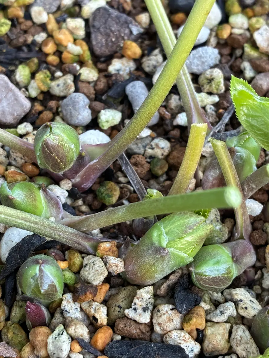 小さな蕾 小輪多花の蕾がたくさんつきました「202512月」のアルバム-みんなの