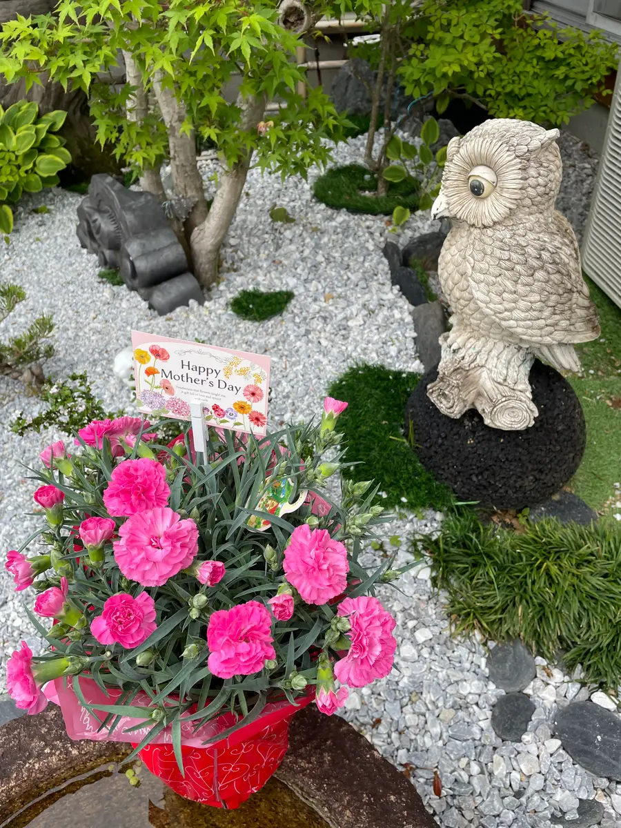 母の日にいただいたカーネーションと庭四季折々の花｜アルバム写真