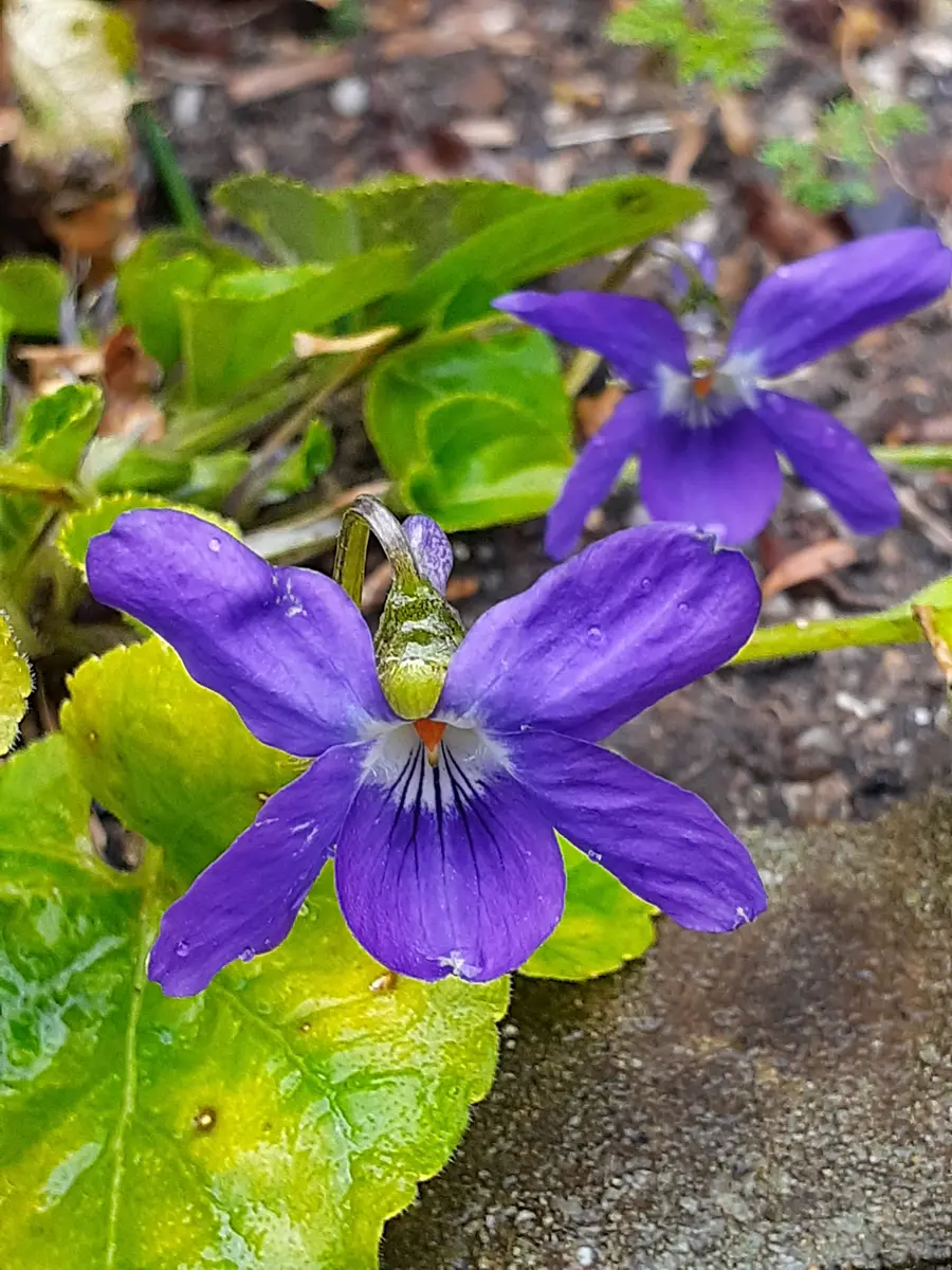 スミレの写真-みんなの趣味の園芸2598722