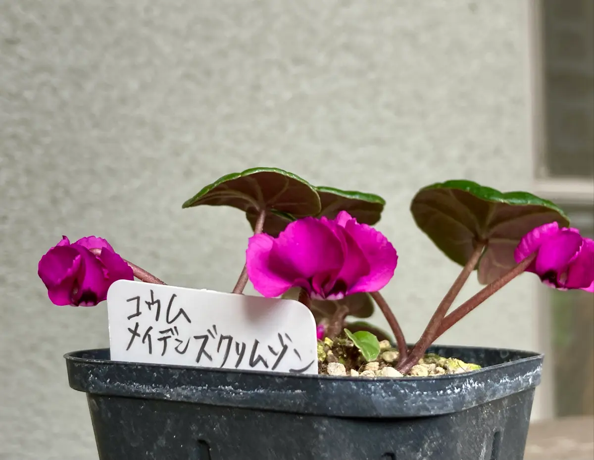 C.coum'Meaden'sCrimson'つい先日「原種シクラメン」の