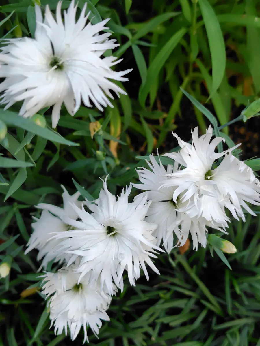 ナデシコギザギザの白い花びらが、冬の「庭の花たち」のアルバム