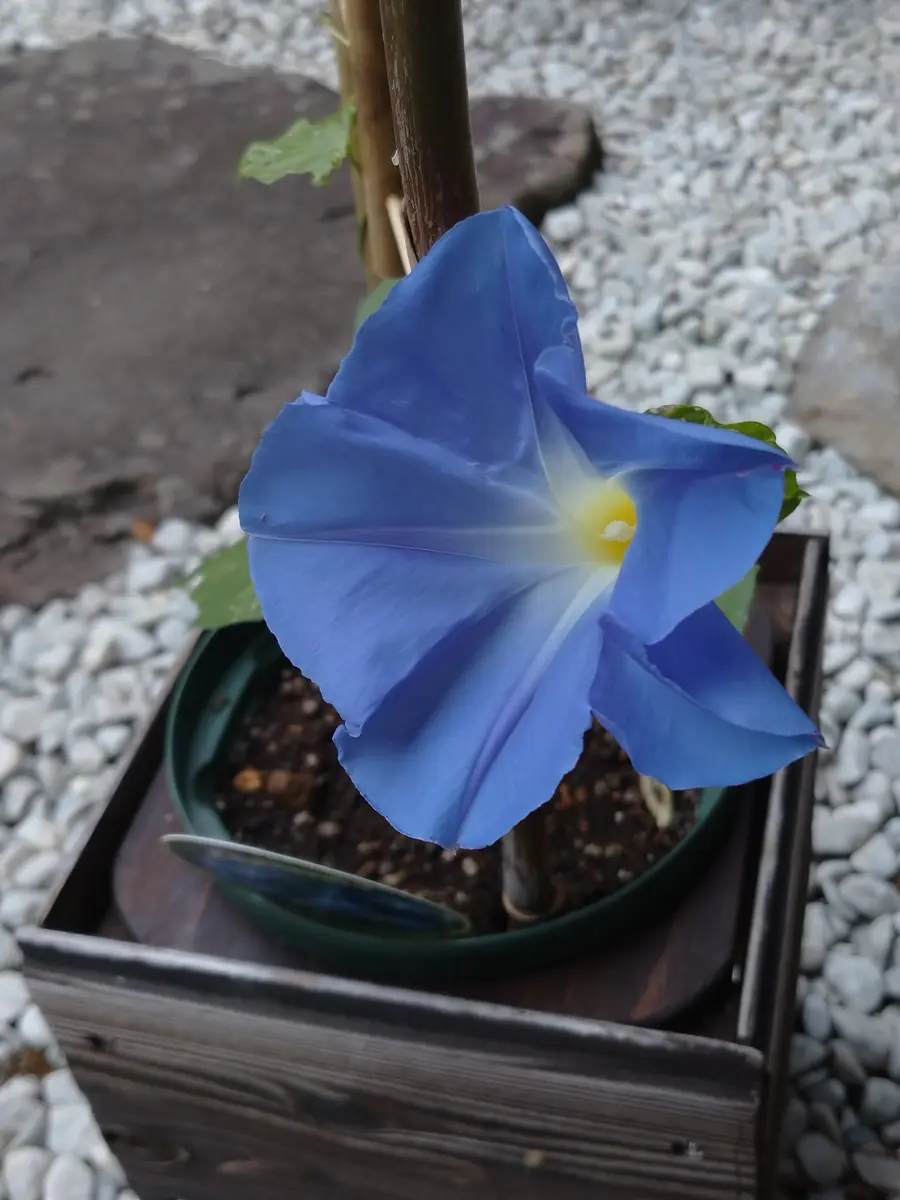 アサガオの写真-みんなの趣味の園芸2691903