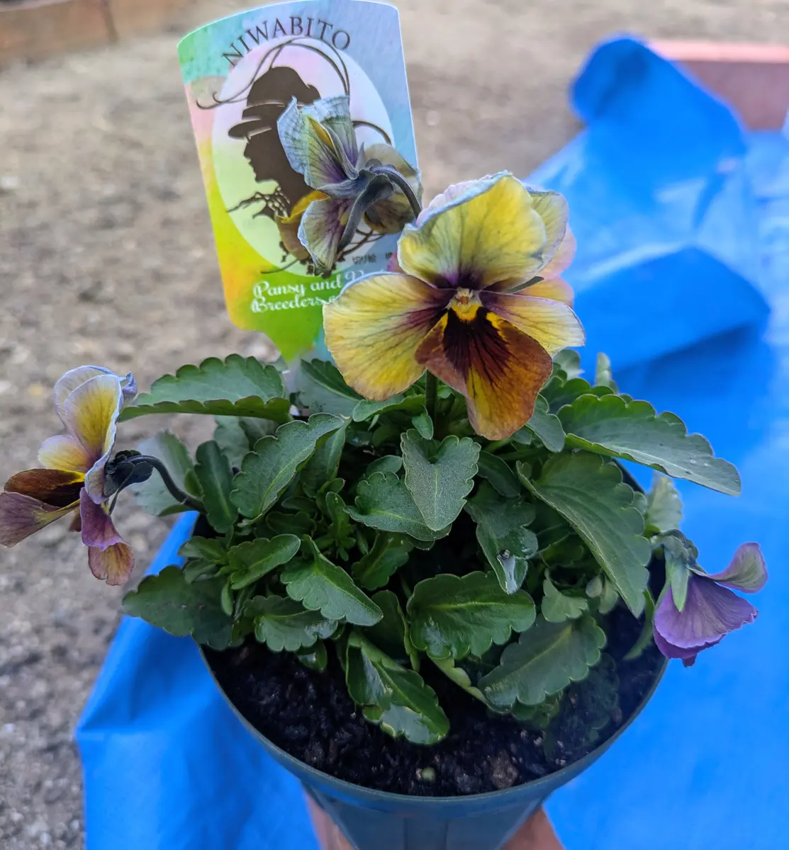 庭人ビオラ今季最後の購入になります(「ビオラときどきパンジー2025