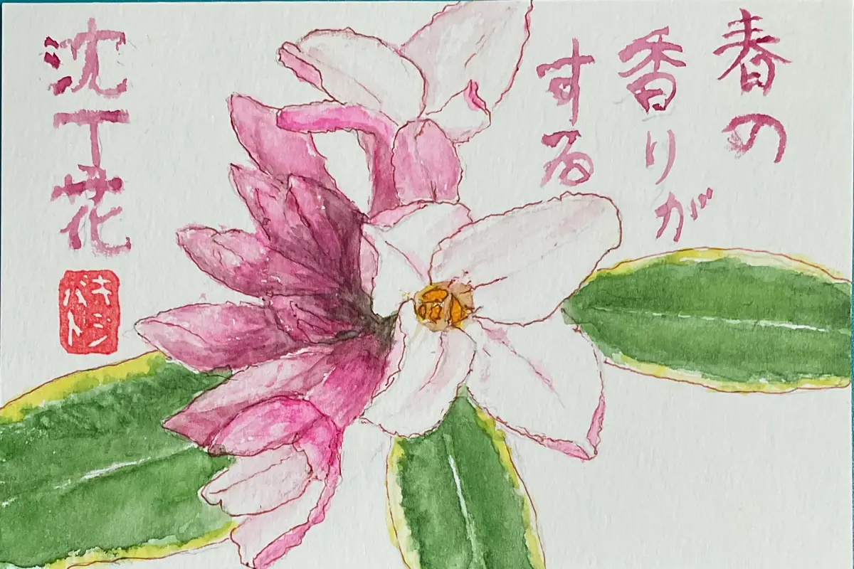 沈丁花の絵手紙いい香りがしているので「絵手紙」のアルバム