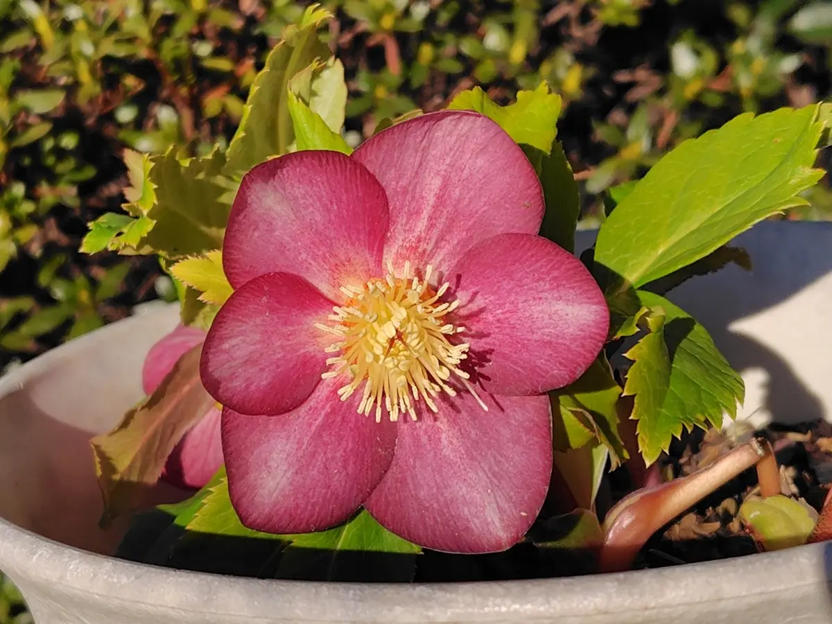 21ｰ2ｰ2(2026.2.3撮影)2020年交配株:♀ホ「25-26年 クリスマスローズ