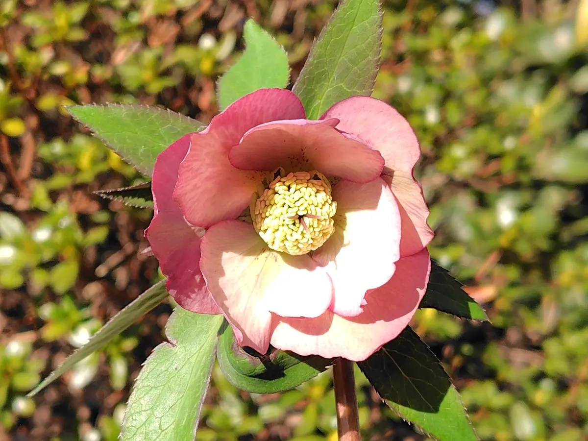 46-2(2026.2.4撮影)2023年交配株:♀デュ「25-26年 クリスマスローズ