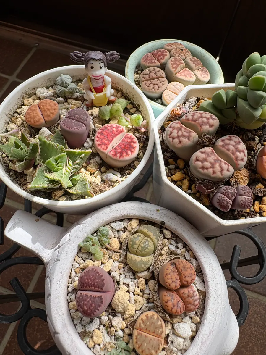リトープスの写真-みんなの趣味の園芸2748297
