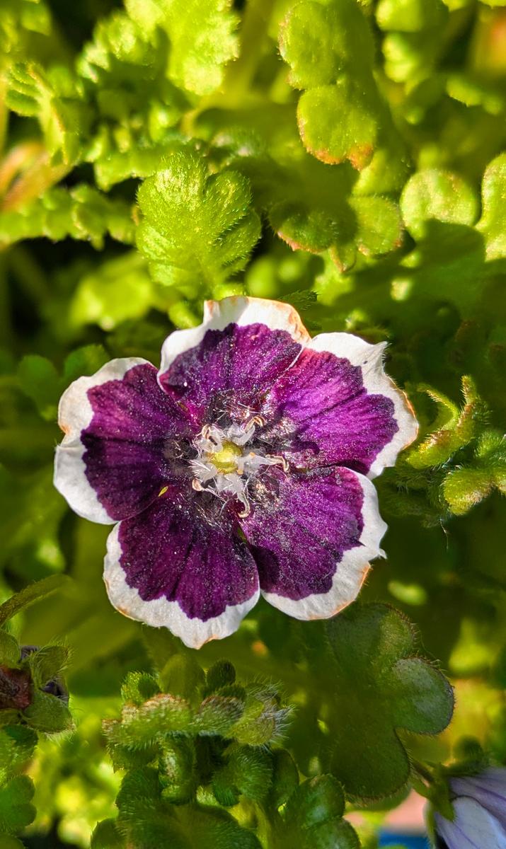 ネモフィラ、ペニーブラックてんこの花つくり🌸藤沢の庭🪷2026春