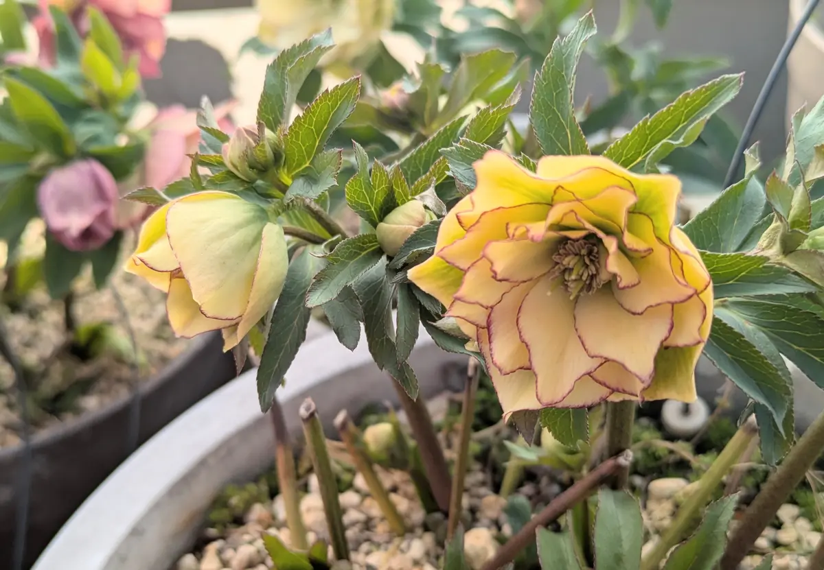 ダブルピコ・クリーム「てんこの花つくり🌸藤沢の庭🍀2026🐴冬」の