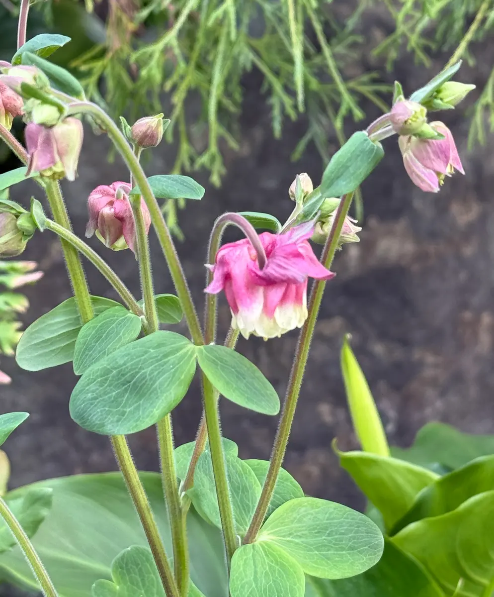 オダマキ色づいてきました小さくて複「庭の草花 2026」のアルバム
