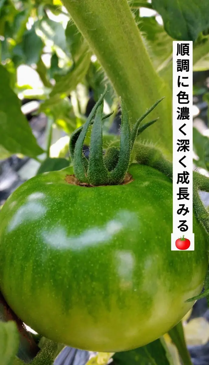 トマト🍅「2026花時間」のアルバム-みんなの趣味の園芸2691077