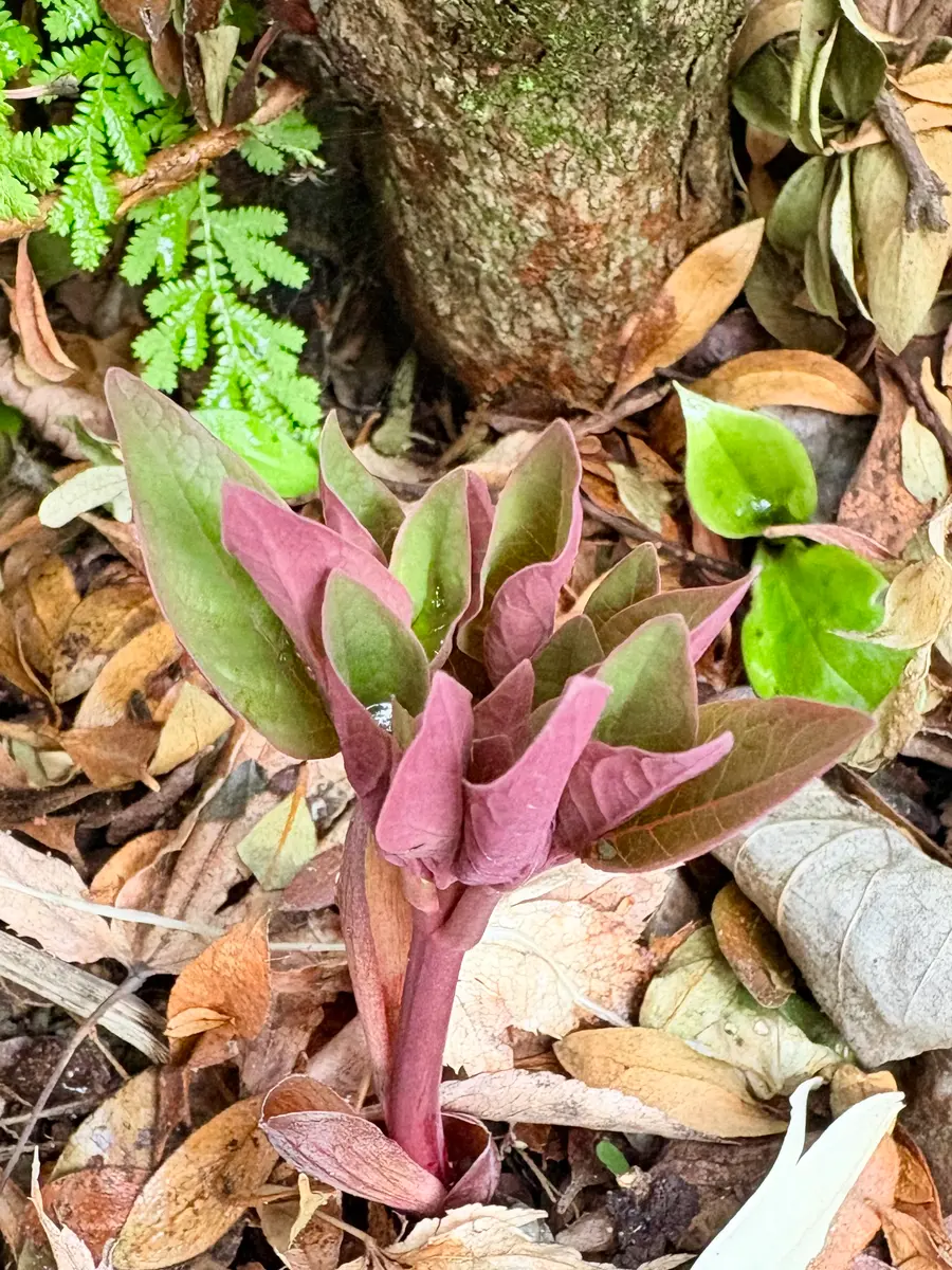 ヤマシャクヤクの芽が出ていました「山野草の虜'26」のアルバム