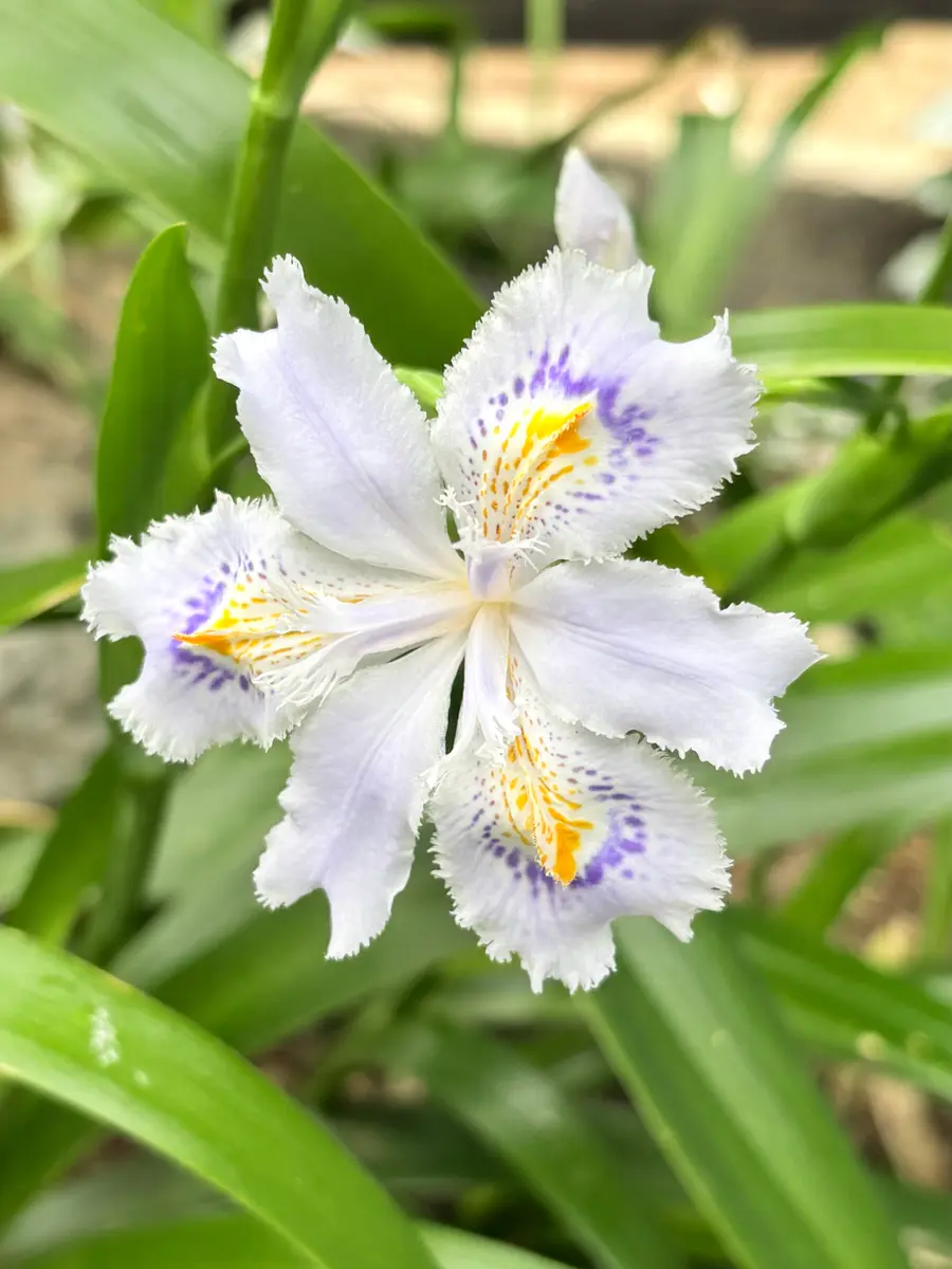シャガ「山野草の虜'26」のアルバム-みんなの趣味の園芸2633986