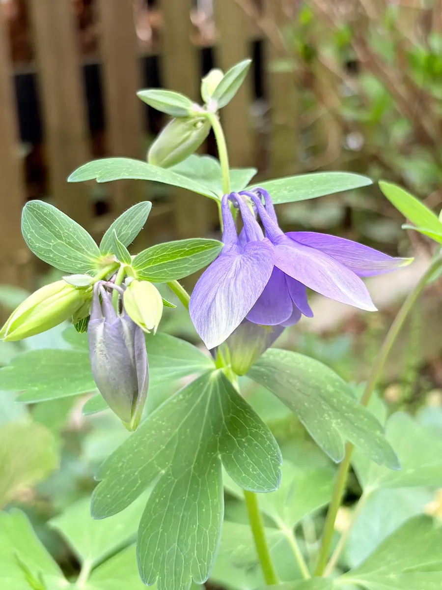 ミヤマオダマキ「山野草の虜'26」のアルバム-みんなの趣味の園芸2643185