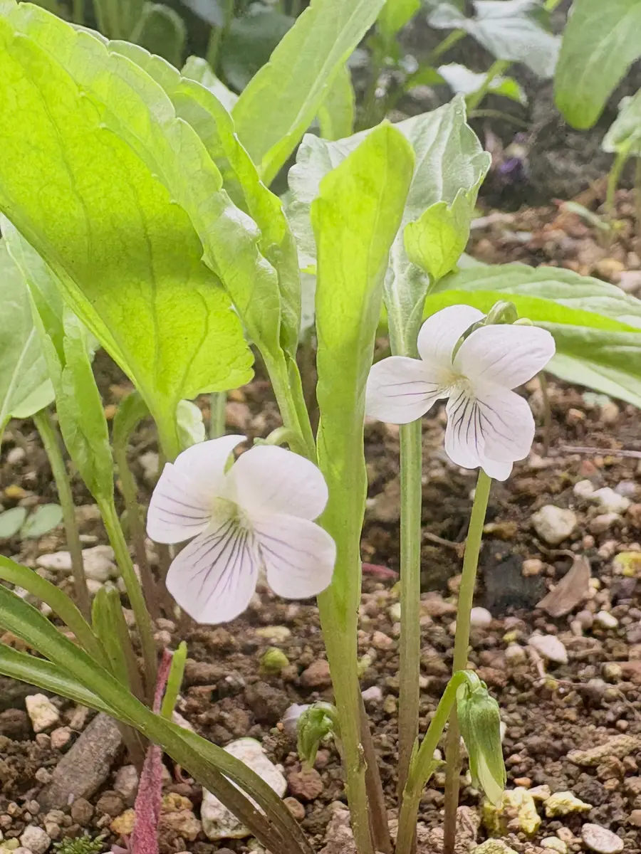 白いスミレ「山野草の虜'26」のアルバム-みんなの趣味の園芸2635891