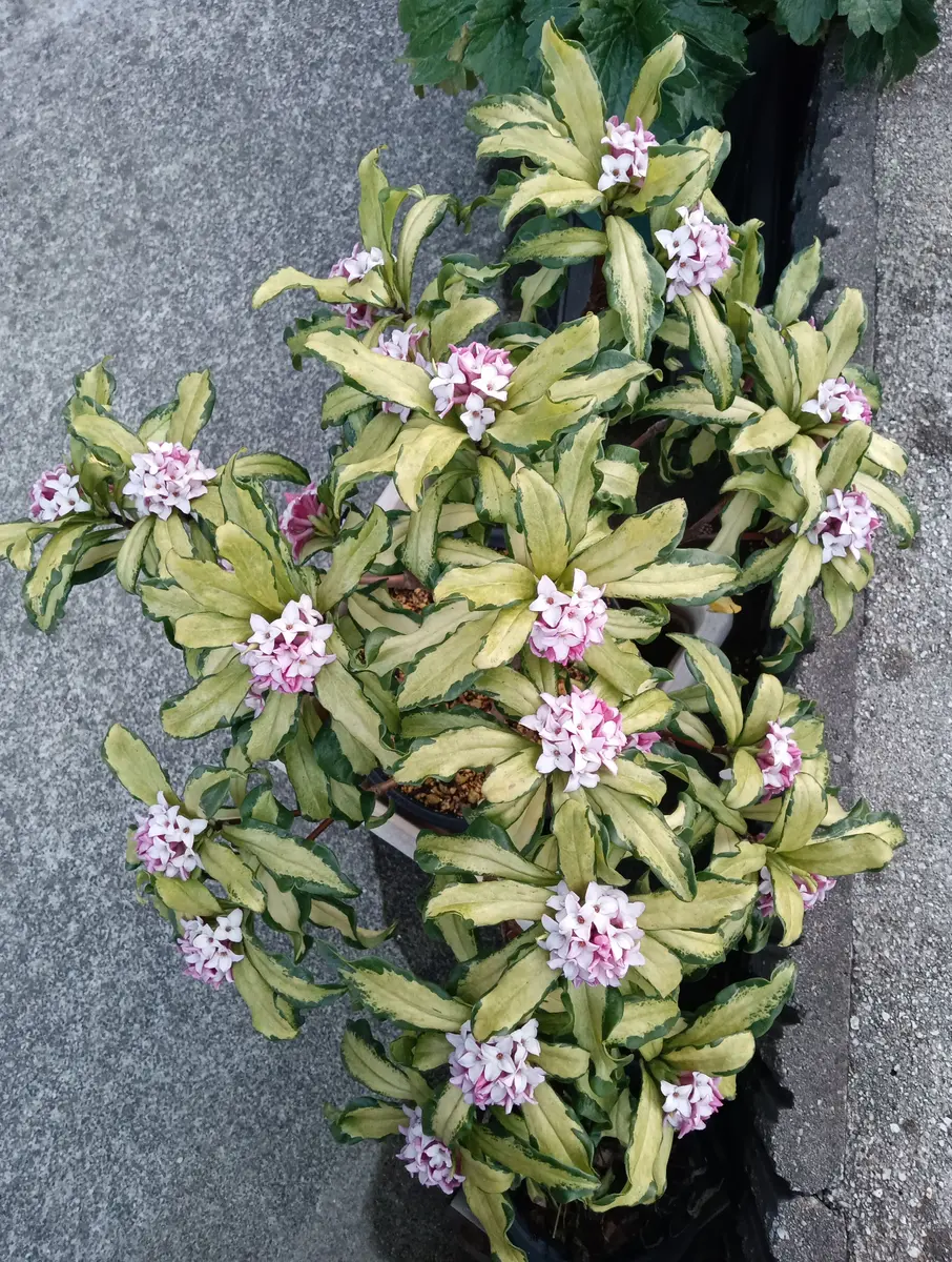 満開となりました。沈丁花 信濃錦「2026年 1〜3月 我が家の草花」の