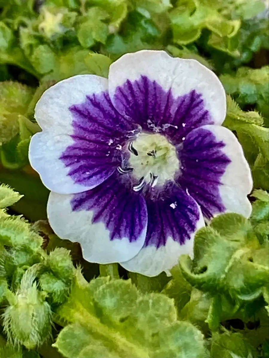 ネモフィラ。最初の1輪が咲き始めまし「2026年1〜3月❄️☘️」の