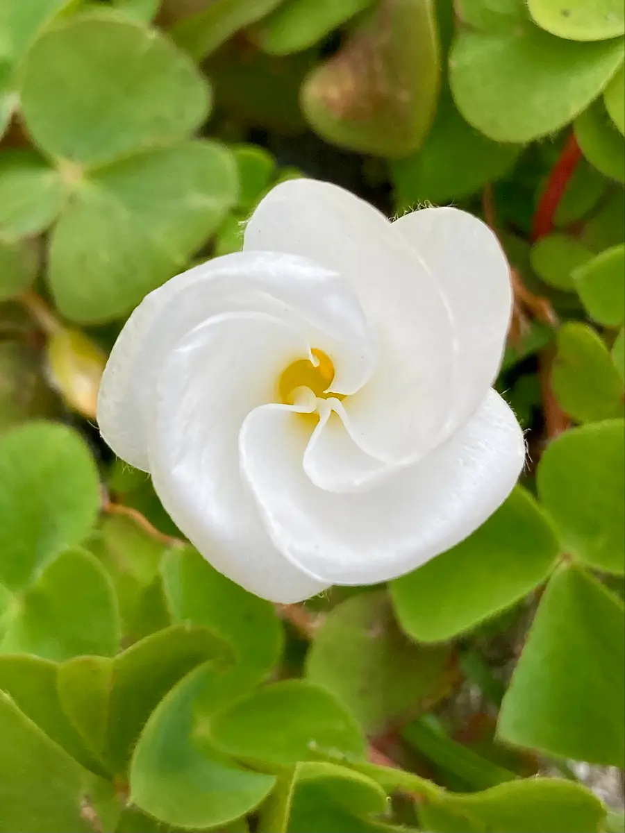 オキザリス。(義妹の家で)地植え。清「2026年1〜3月❄️☘️」の