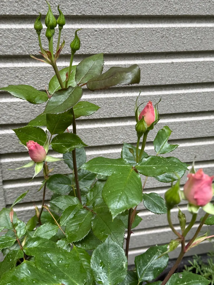 薔薇 銘仙薔薇が苦手だけど憧れもあっ「森の中の庭にて 2026年1月