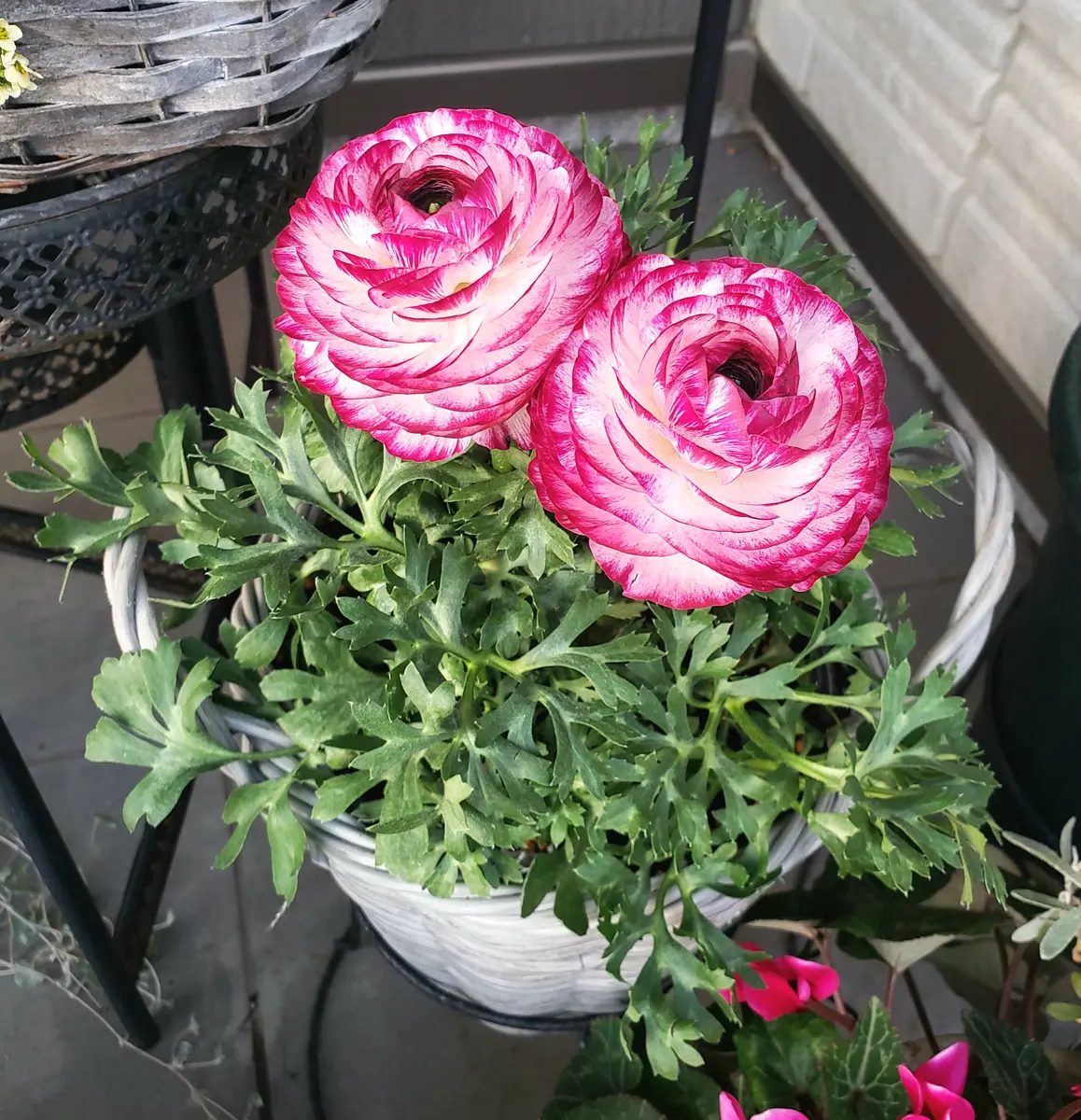 ラナンキュラス 綾リッチ寄り添って咲「ガーデン202601」のアルバム