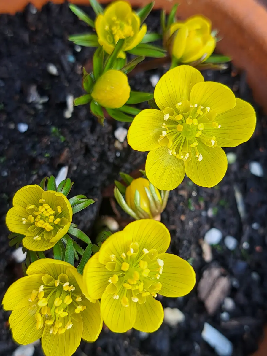 黄花セツブンソウ久しぶりに午後少し「2026」のアルバム-みんなの