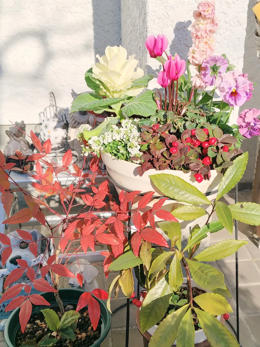 寄せ植え　花　∞月∞ページ 今年の正月寄せ植え新築仮住まいの今年「我が家の花たち2026」の